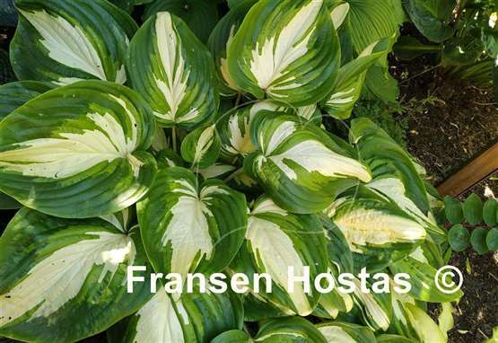 Hosta Rare Breed