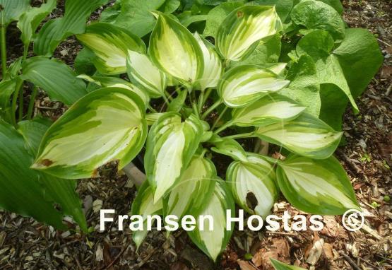 Hosta Rare Breed