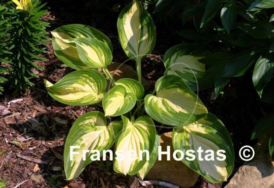 Hosta Rare Breed