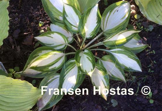 Hosta Rare Breed