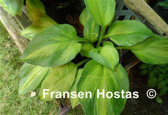 Hosta Rascal