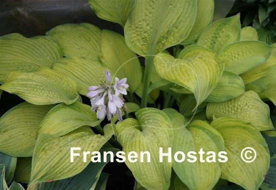 Hosta Rascal