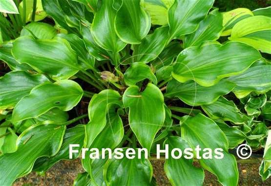 Hosta Raspberries and Cream