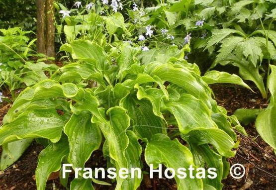 Hosta Raspberries and Cream