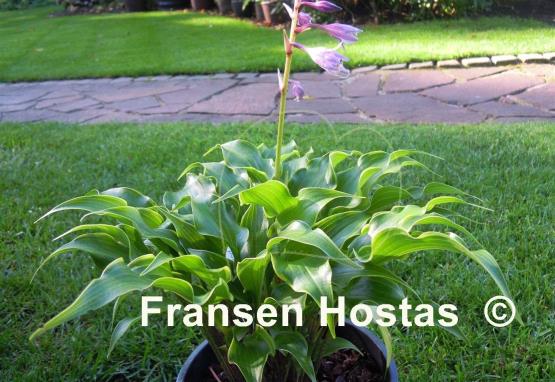 Hosta Raspberries and Cream