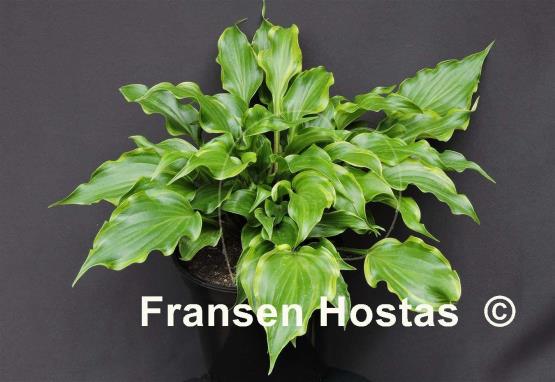 Hosta Raspberries and Cream