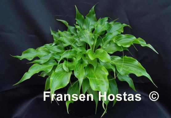 Hosta Raspberries and Cream