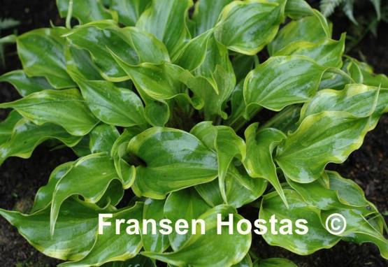 Hosta Raspberries and Cream