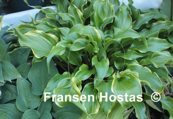 Hosta Raspberries and Cream