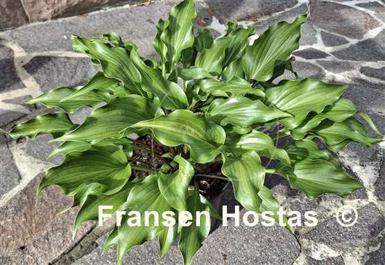 Hosta Raspberry Sorbet