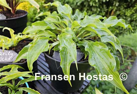 Hosta Raspberry Sorbet