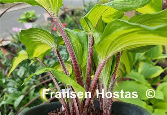 Hosta Raspberry Sundae 