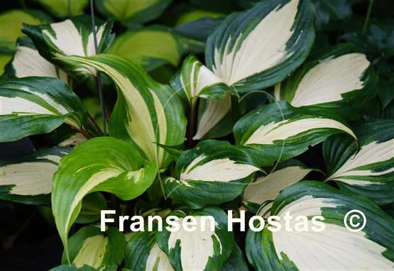 Hosta Raspberry Sundae
