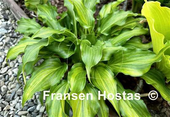Hosta Raspberry Truffle