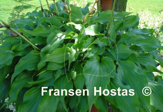 Hosta Raspberry Sorbet