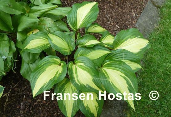 Hosta Raspberry Sundae