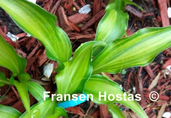 Hosta Raspberry Truffle