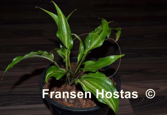 Hosta Raspberry Truffle