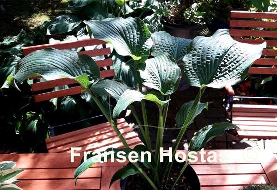 Hosta Raucous Ruffles
