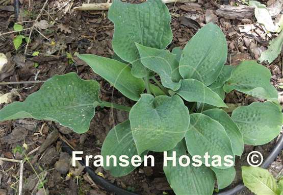 Hosta Raucous Ruffles