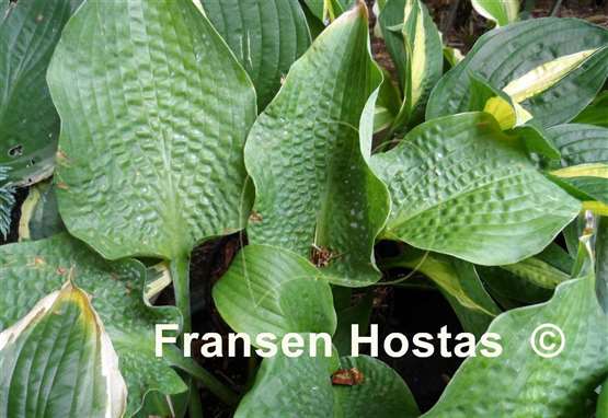 Hosta Raucous Ruffles