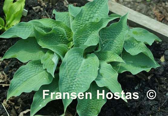 Hosta Raucous Ruffles