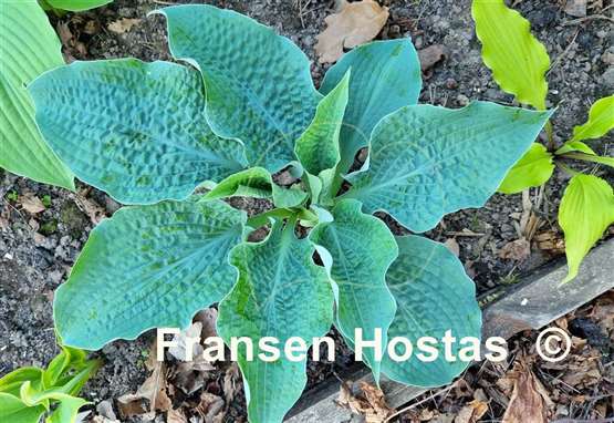 Hosta Raucous Ruffles