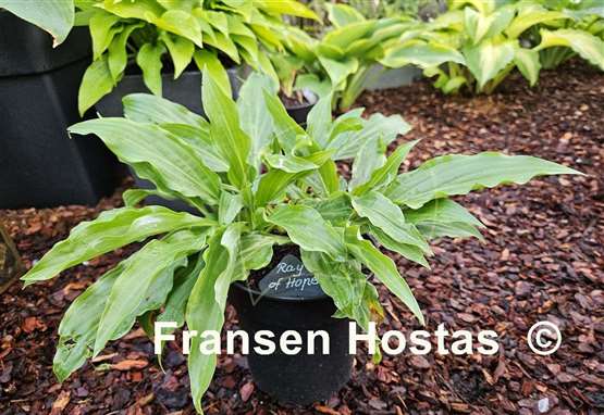 Hosta Ray of Hope