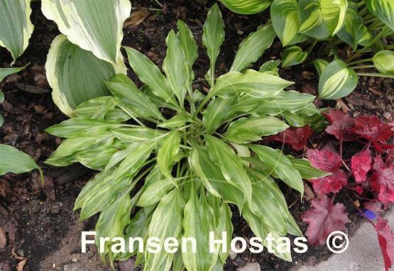 Hosta Ray of Hope