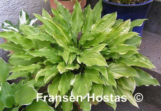 Hosta Ray of Hope