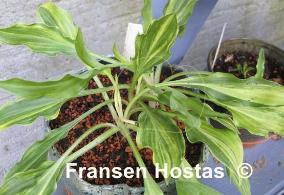 Hosta Ray of Hope