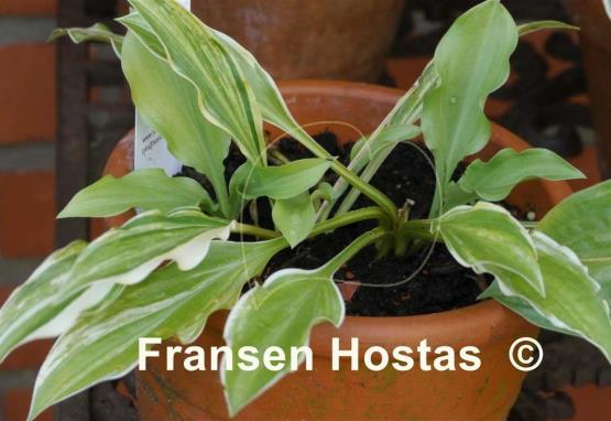 Hosta Ray of Hope
