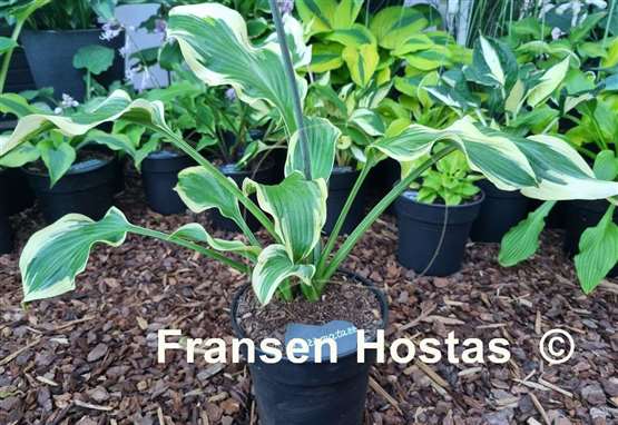 Hosta Razzmatazz