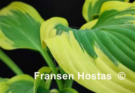 Hosta Razzmatazz