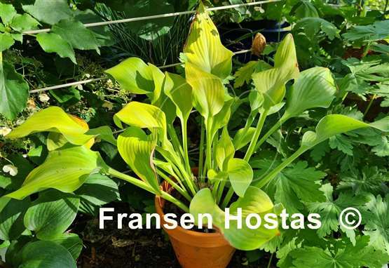 Hosta Rebecca