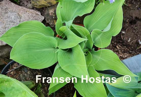 Hosta Rebecca