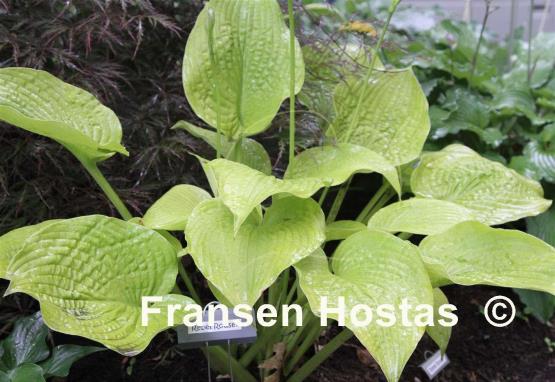 Hosta Rebel Rouser