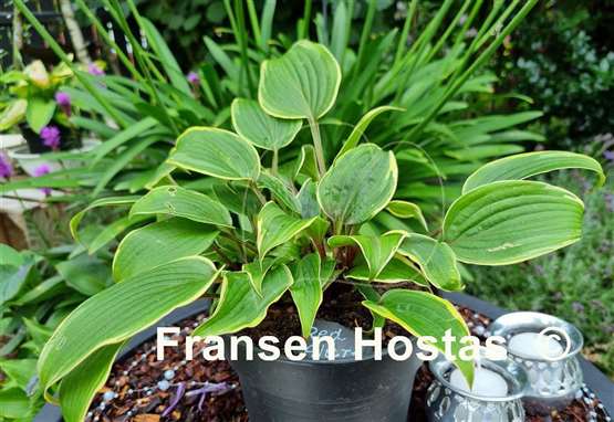 Hosta Red Alert