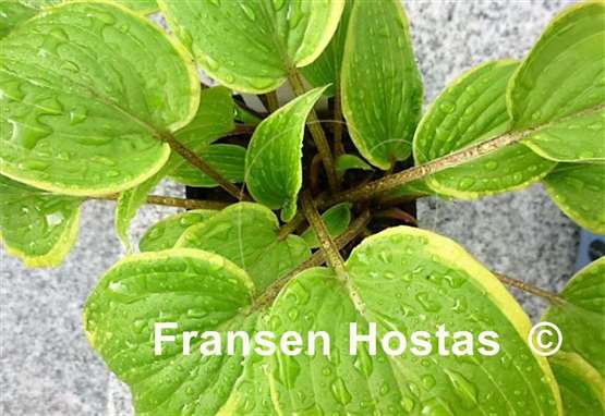 Hosta Red Alert
