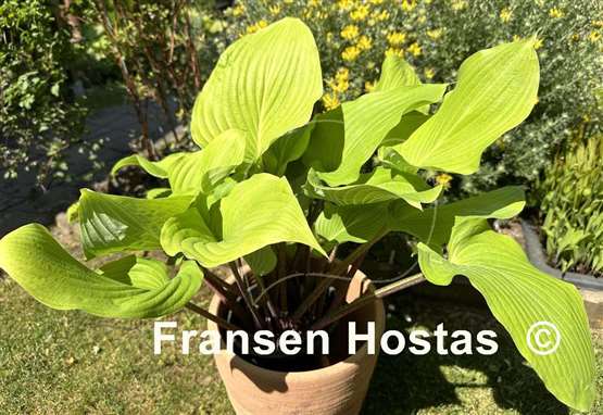 Hosta Red Bull