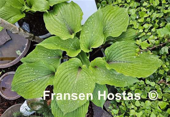 Hosta Red Bull