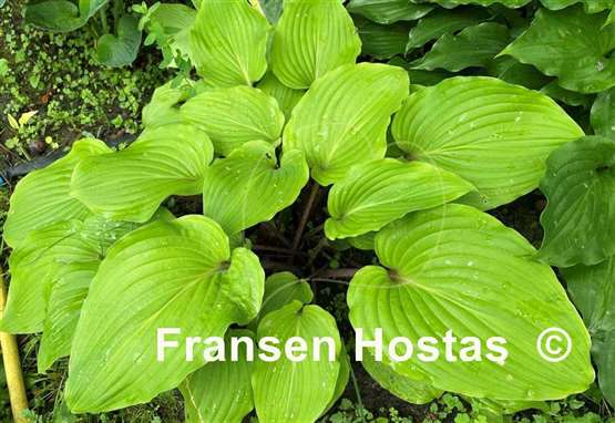 Hosta Red Bull