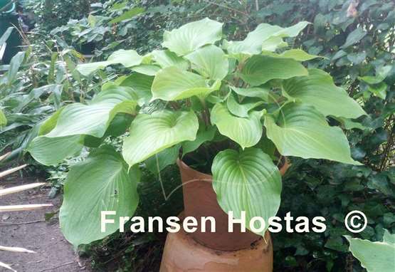 Hosta Red Bull