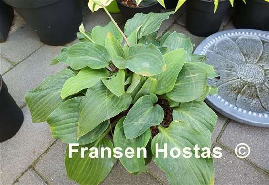 Hosta Red Cadet