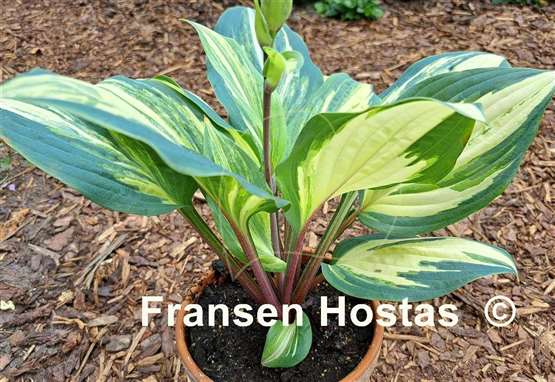 Hosta Red Cloud