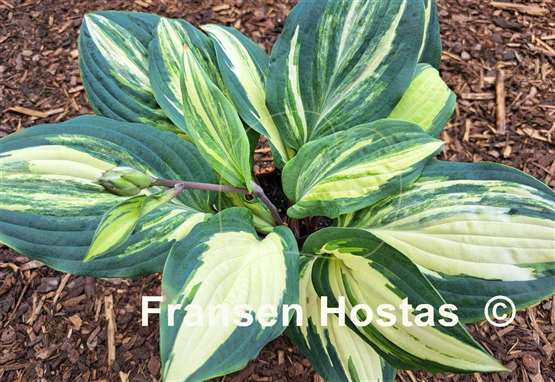 Hosta Red Cloud