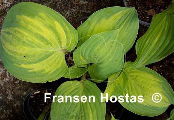 Hosta Red Cloud