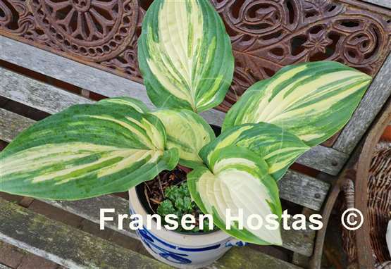 Hosta Red Cloud