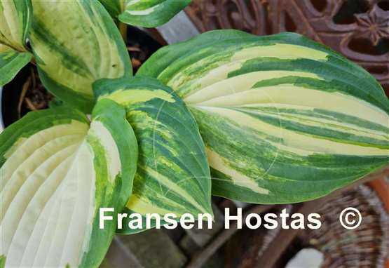 Hosta Red Cloud