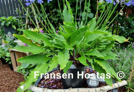 Hosta Red Dog
